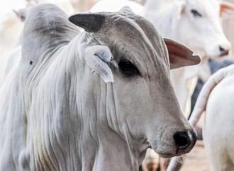 Brasil pode ter recorde de exportações de carne bovina
